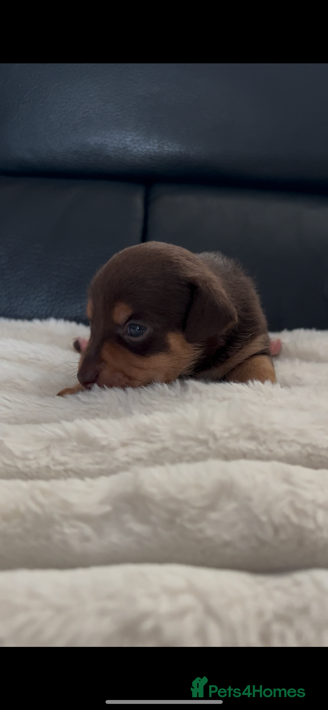 Jack Russell dogs for sale: READY NOW - beautiful tiny choc babies! 1 girly  - Image 22