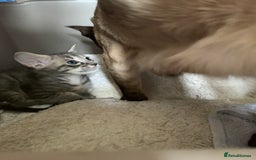 Siamese cats for sale: 3 half Siamese kittens  - Image 17