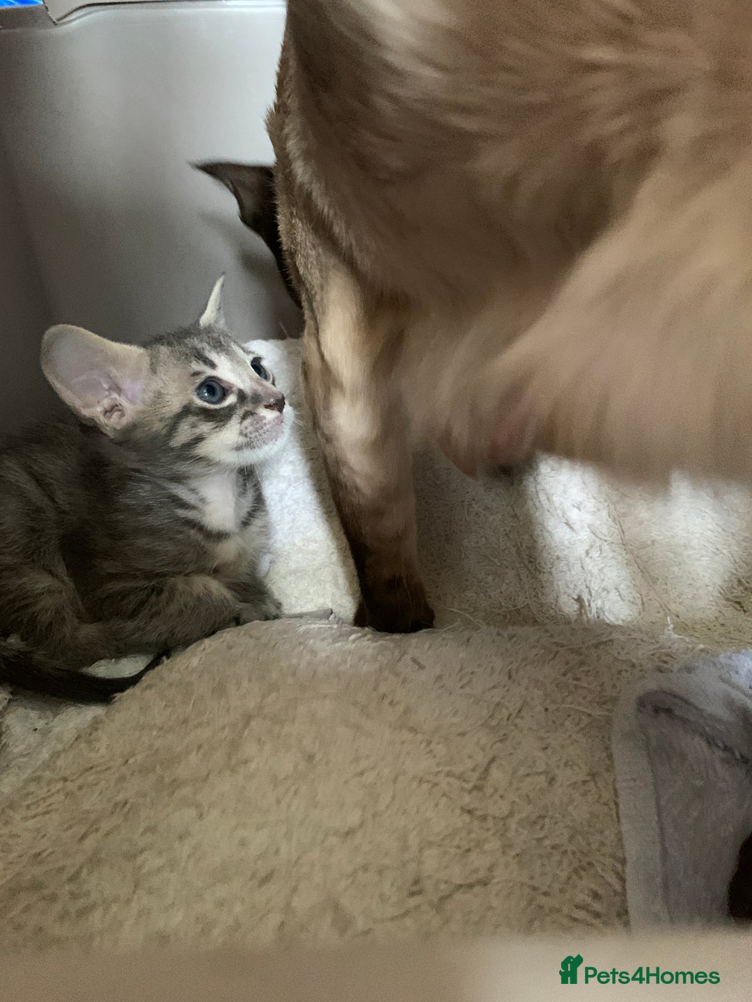 Siamese cats for sale: 3 half Siamese kittens  - Image 17