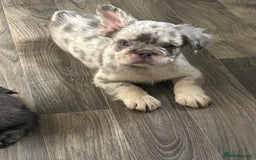 French Bulldog dogs for sale: 🐾Ready now 🔥Fluffy French bulldogs🔥🐾 in Rotherham - Image 12