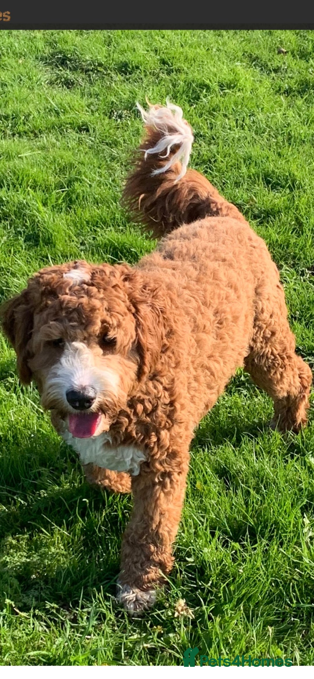 Mixed Breed dogs for sale: Beautiful litter of Australian labradoodles  - Advert 10