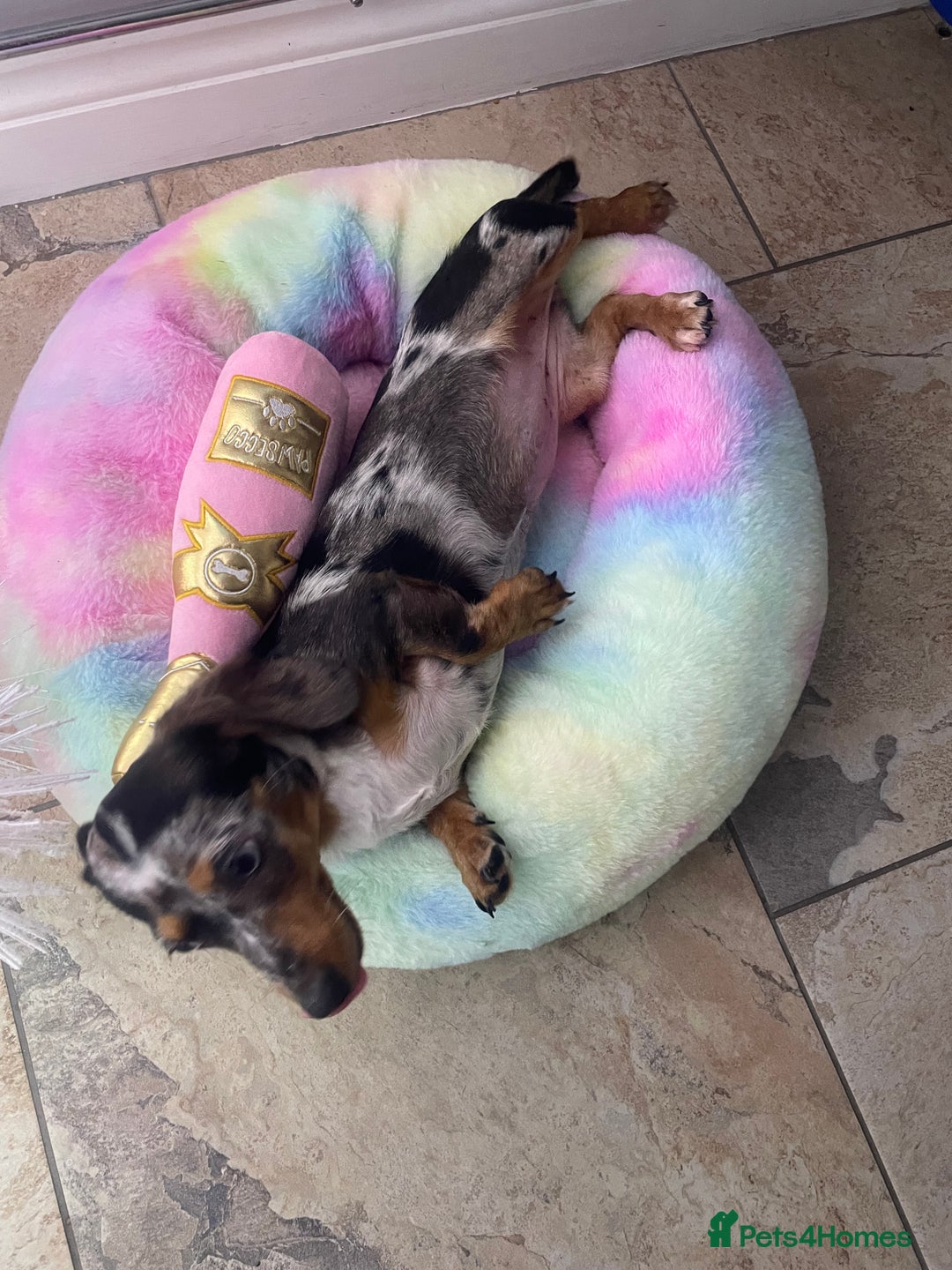 Miniature Dachshund dogs for sale: Beautiful 2 Blue Eyed Dapple Adult Female  - Image 8