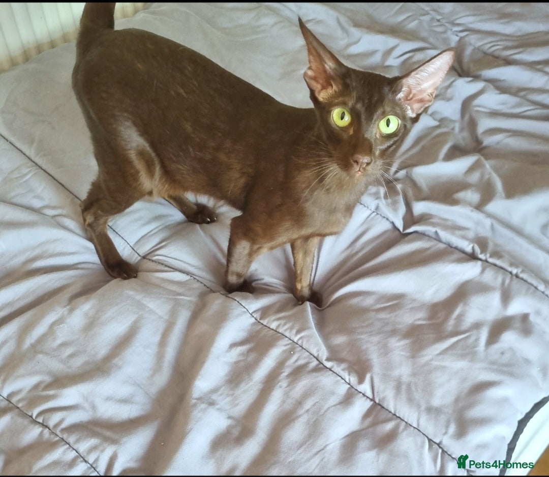 Oriental cats for sale: Chocolate Havana Brown  - Advert 6