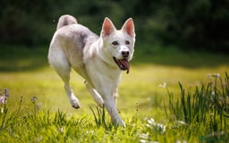 Northern Inuit dogs for sale: Northern Inuit Litter Planned 2026 in Falkirk - Image 5