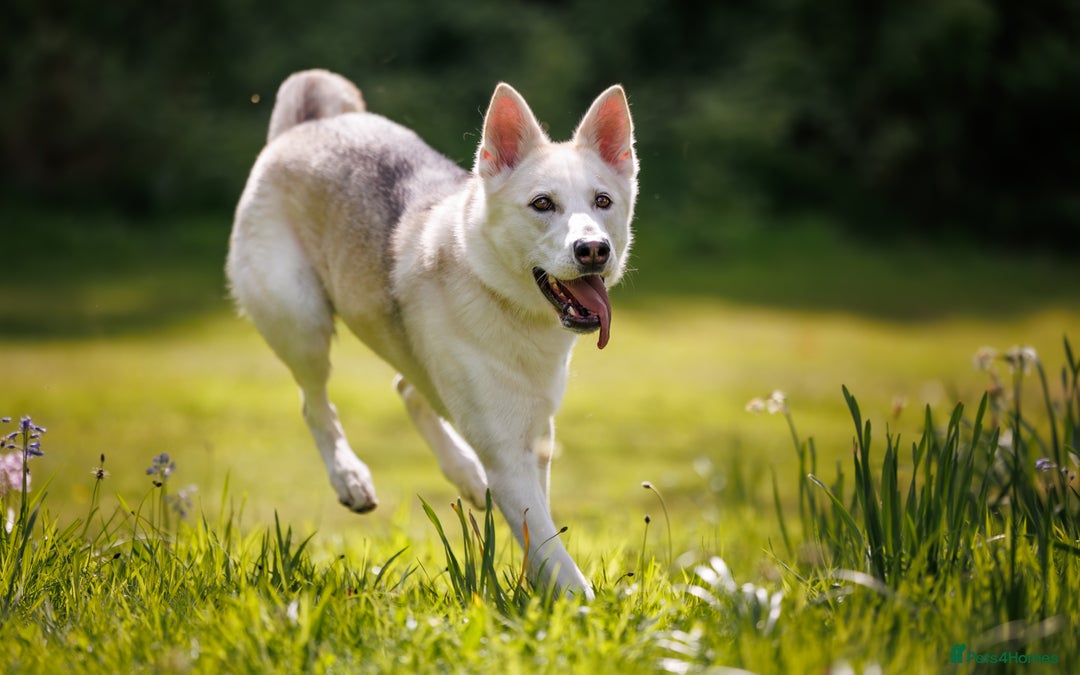 Northern Inuit dogs for sale: Northern Inuit Litter Planned 2026 in Falkirk - Image 5