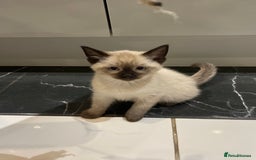 Mixed Breed cats for sale: Little siamese looking girl  - Image 6