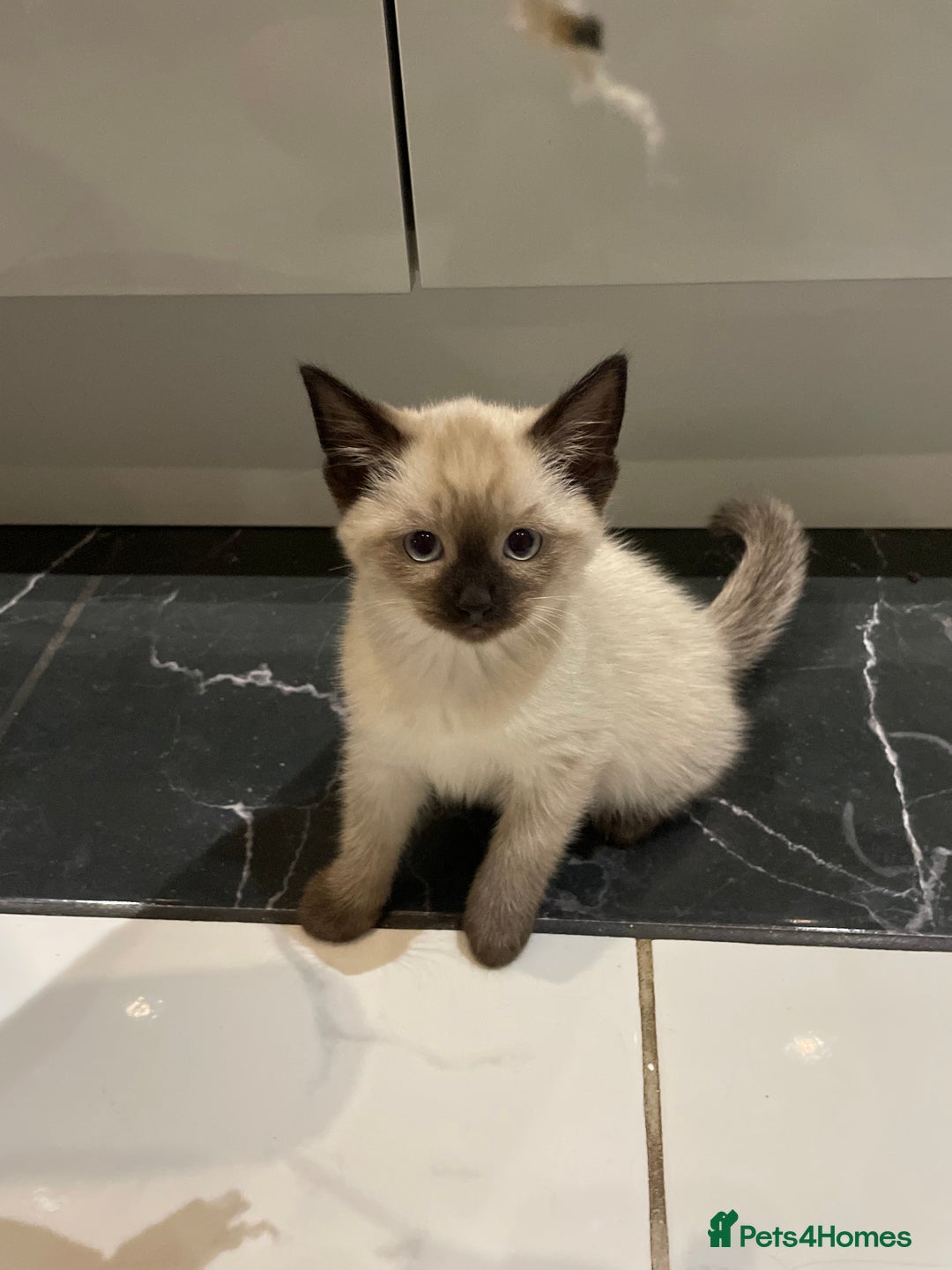 Mixed Breed cats for sale: Little siamese looking girl  - Image 6