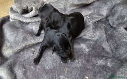 Labrador Retriever dogs for sale: 6 BEAUTIFUL BLACK PUPPIES. LAB CROSS COCKER - Image 8