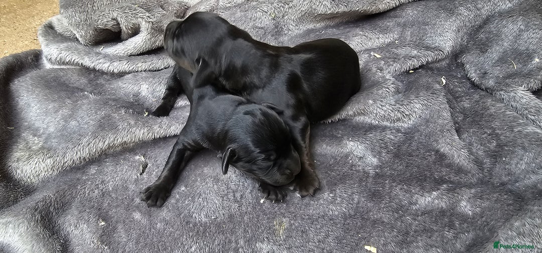 Labrador Retriever dogs for sale: 6 BEAUTIFUL BLACK PUPPIES. LAB CROSS COCKER - Image 8