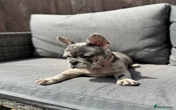 French Bulldog dogs for sale: French Bulldog Puppies–4 Girls & 2 Boys READY NOW  in Walton-on-Thames - Image 8
