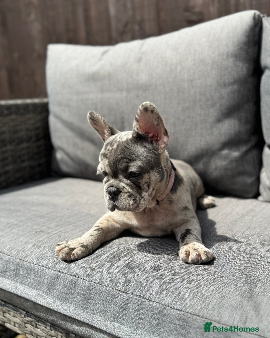 French Bulldog dogs for sale: French Bulldog Puppies–4 Girls & 2 Boys READY NOW  in Walton-on-Thames - Image 8