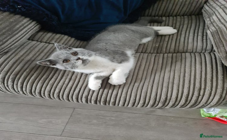 British Shorthair cats - Advert 12
