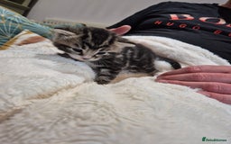 British Longhair cats for sale: 4 beautiful kittens for sale. £180 ea - Image 6