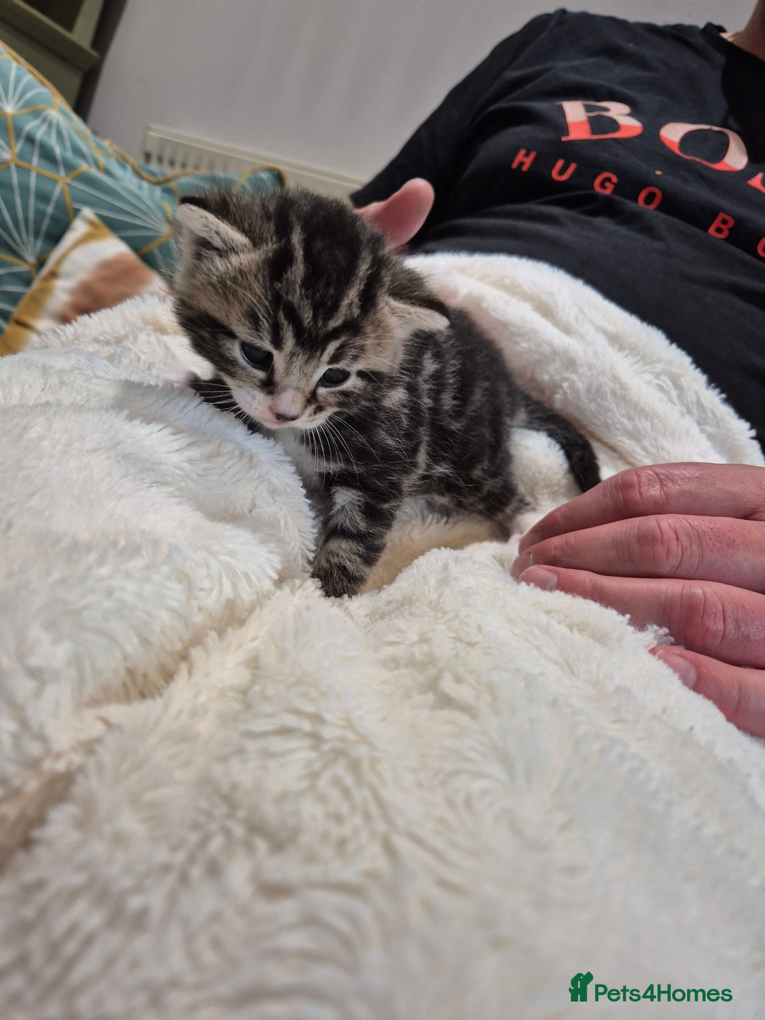 British Longhair cats for sale: 4 beautiful kittens for sale. £180 ea - Image 6