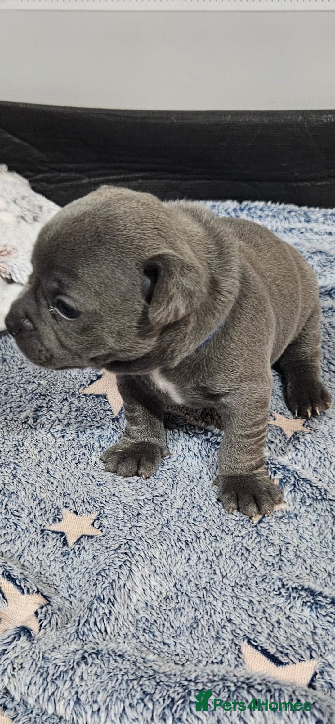 Mixed Breed dogs for sale: French Bulldog x Chichuhua - Image 6