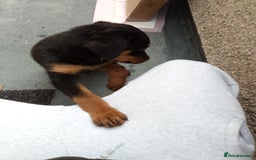 Rottweiler dogs for sale: Rehoming 16 week rottweiler  - Image 2