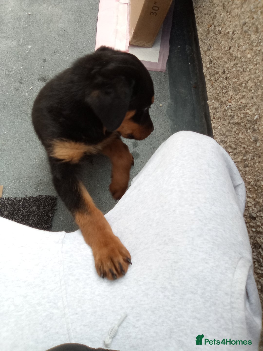Rottweiler dogs for sale: Rehoming 16 week rottweiler  - Image 2