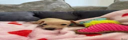 Italian Greyhound dogs for sale: 🏡 Italian greyhound puppies ready soon 🏡 - Advert 12