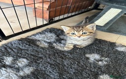 British Shorthair cats for sale: British Shorthair Cross kittens  - Image 1