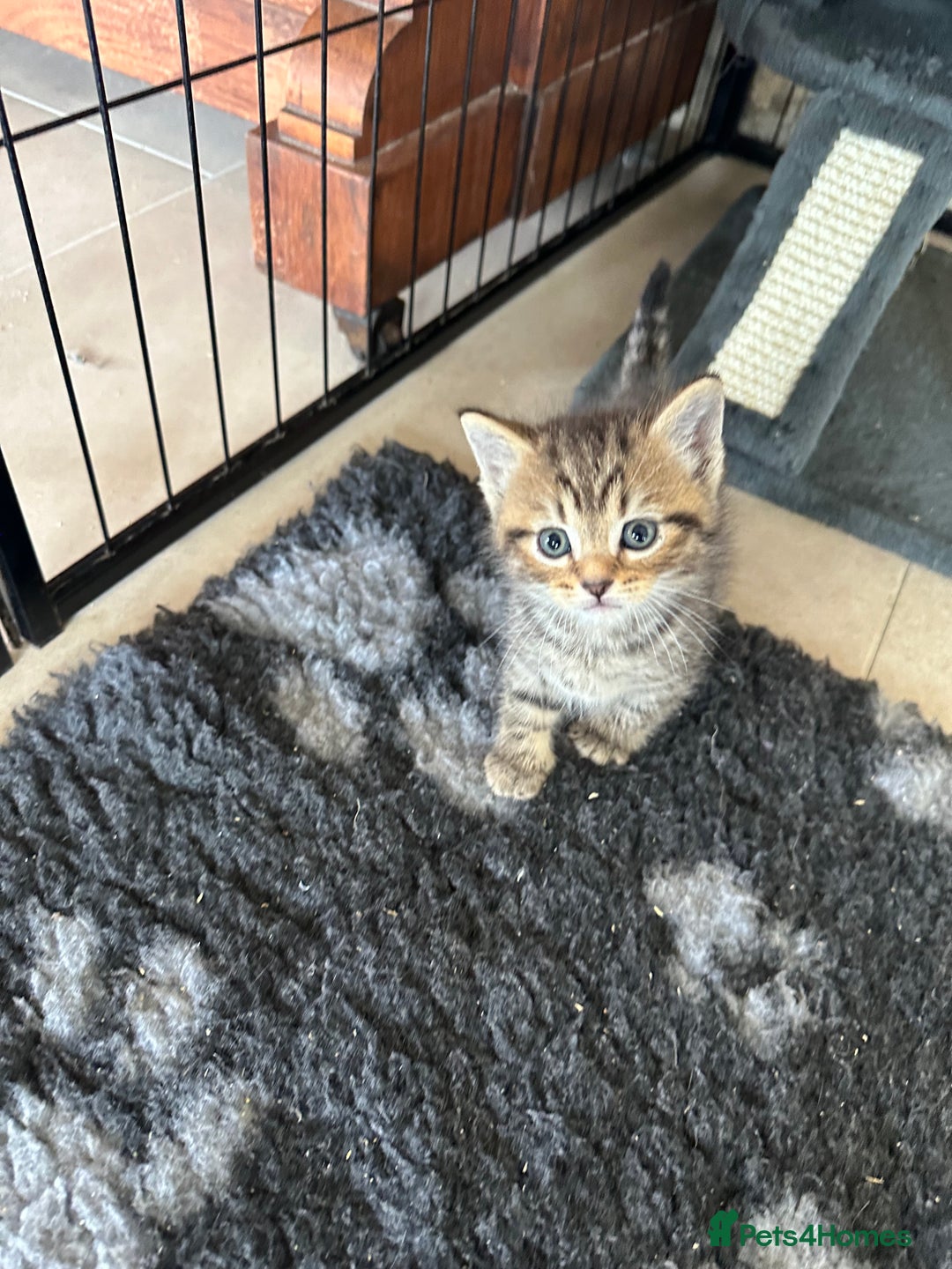 British Shorthair cats for sale: British Shorthair Cross kittens  - Image 1