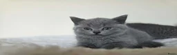 British Shorthair cats for sale: Beautiful British Shorthair kittens  - Advert 3