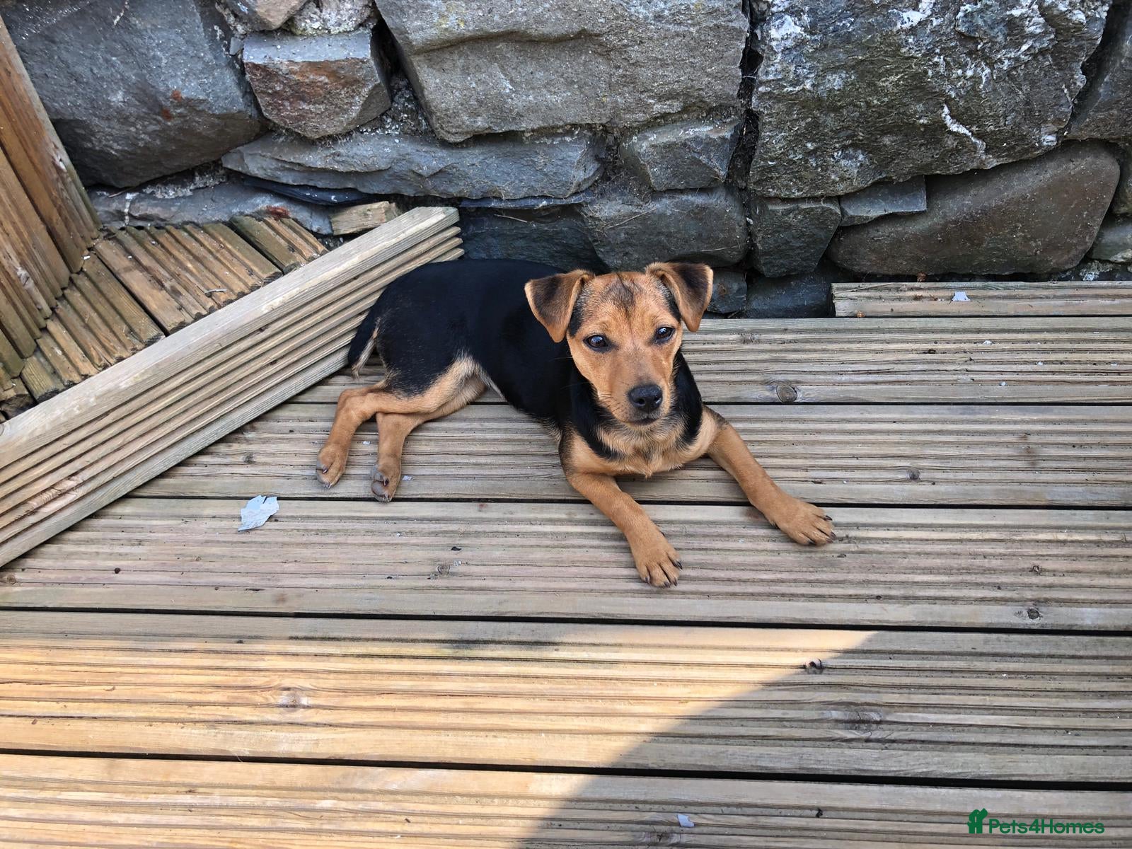 Jack Russell dogs Gorgeous Miniature Black and Tan Jack Russells - Advert 1
