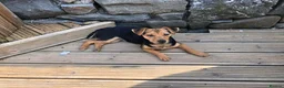 Jack Russell dogs for sale: Gorgeous Miniature Black and Tan Jack Russells in Llanbrynmair - Advert 9