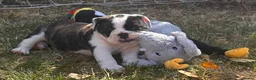 English Bulldog dogs for sale: HEALTH TESTED NEBBR REG OLDE ENGLISH BULLDOG PUPS - Advert 30