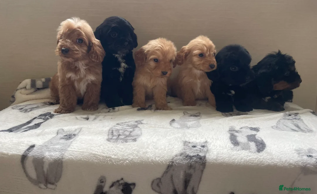 Cockapoo dogs for sale: Beautiful F1 cockapoos  - Advert 1