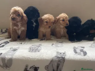 Cockapoo dogs Beautiful F1 cockapoos - Advert 1