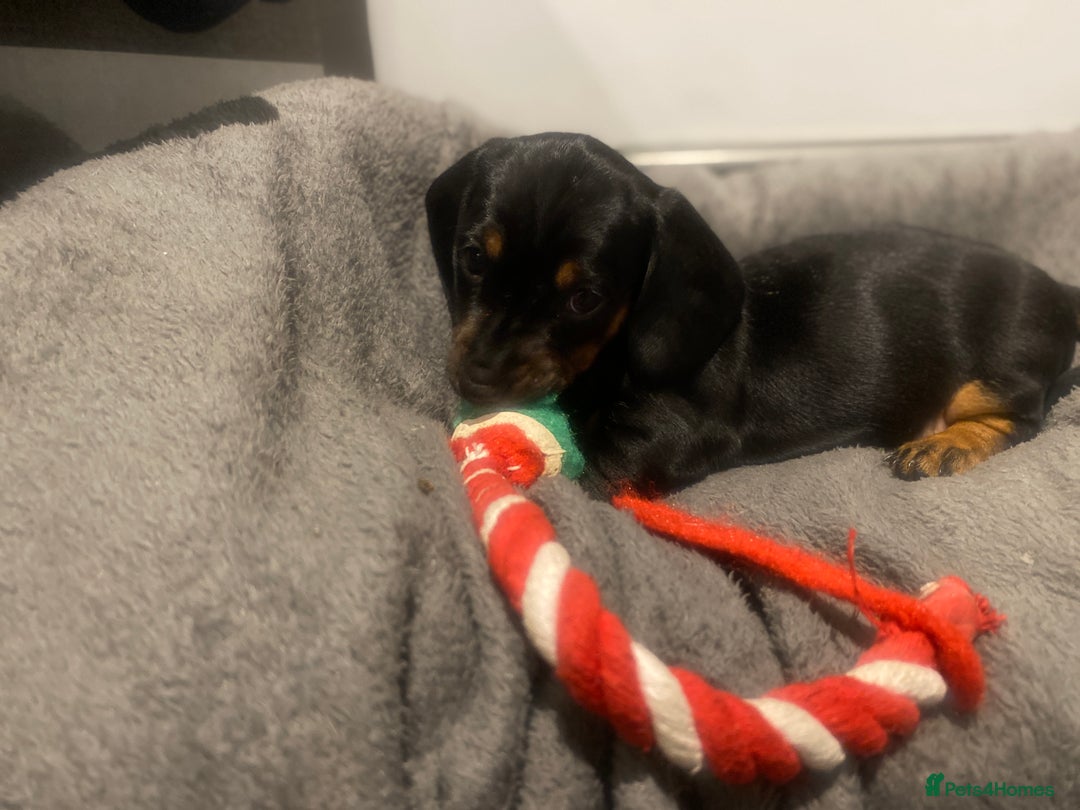 Miniature Dachshund dogs for sale: Miniature dachshund  - Advert 10