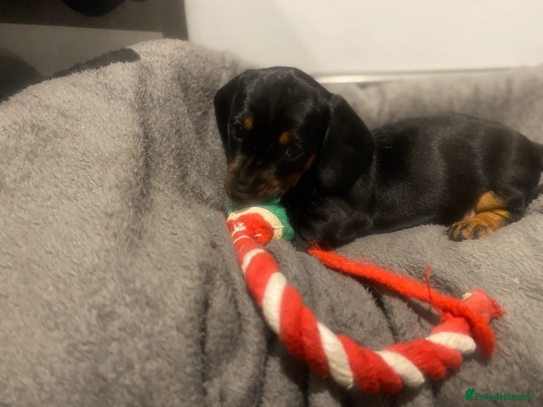 Miniature Dachshund dogs for sale: Miniature dachshund  - Advert 10