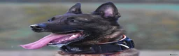 Mixed Breed dogs for sale: 🔥 PH1 BULLHERDERS BREEDING 🔥 - Advert 31