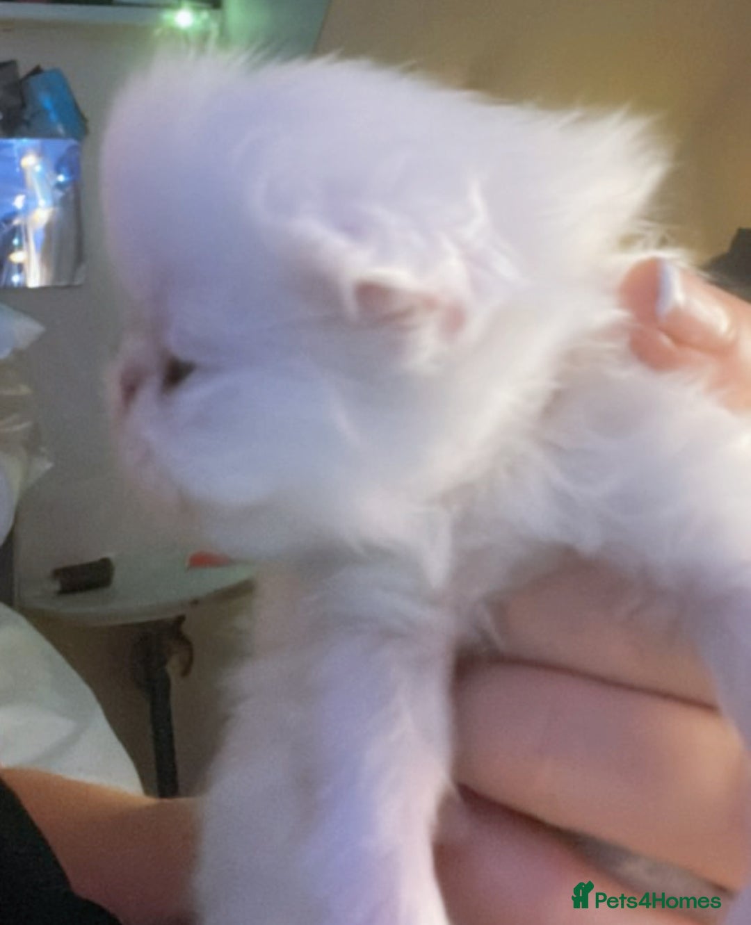 Persian cats for sale: ♥️🍃 ꨁ EXOTIC PERSIAN DOLL FACE KITTENS FOR SALE - Advert 15