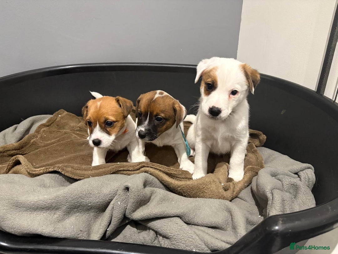 Jack Russell dogs for sale: Traditional old fashioned jack Russel puppies  - Advert 7