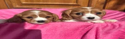 Cavalier King Charles Spaniel dogs for sale: Blenheim Cavalier King Charles pups ready now  - Advert 4