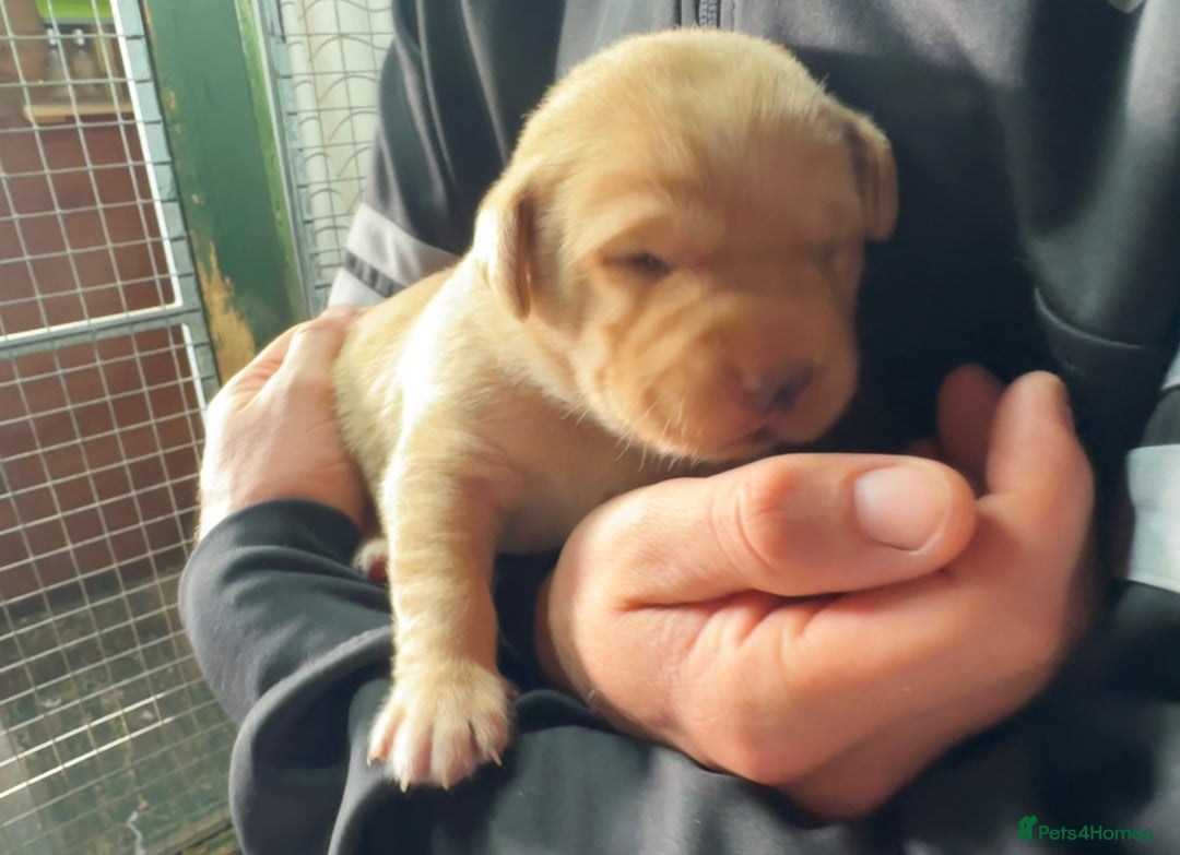 Labrador Retriever dogs for sale: Labrador Seeking New Home - Advert 2