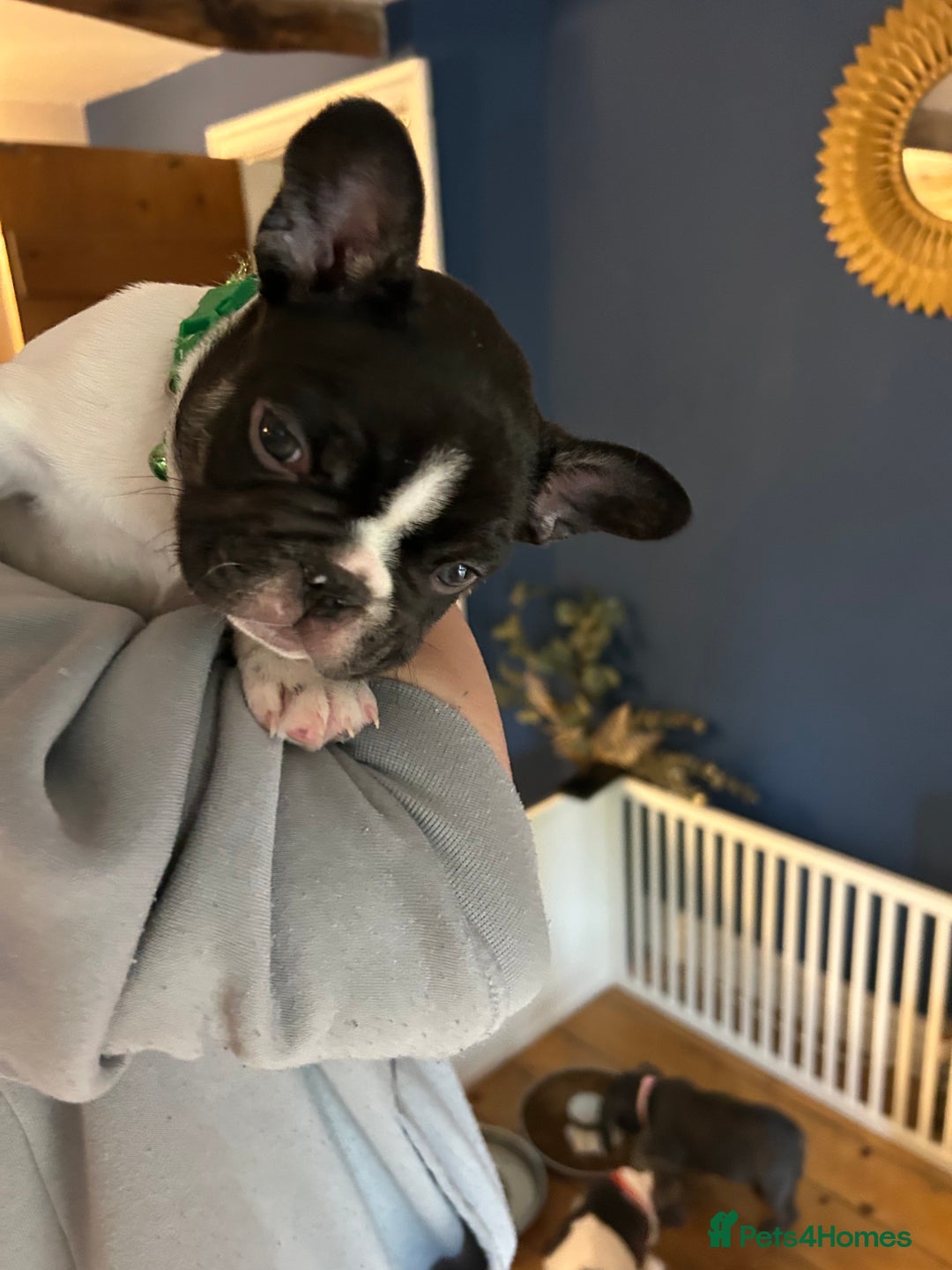 French Bulldog dogs for sale: ✨ REDUCED! STUNNING FRENCHIES LILAC TAN PIED 😍 - Image 17