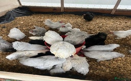 Chickens poultry for sale: Lavender bantam Pekins smooth and frizzle  - Image 1