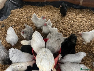 Chickens poultry for sale - Advert 1