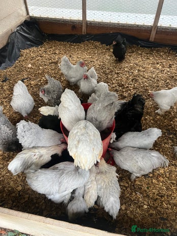 Chickens poultry - Advert 4