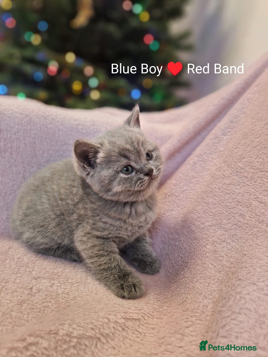 British Shorthair cats for sale: All Reserved Now. - Advert 8