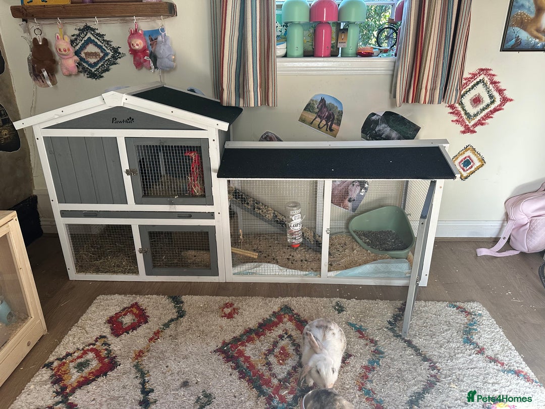 Mixed Breed rabbits for sale: Two beautiful brothers plus equipment  - Image 4