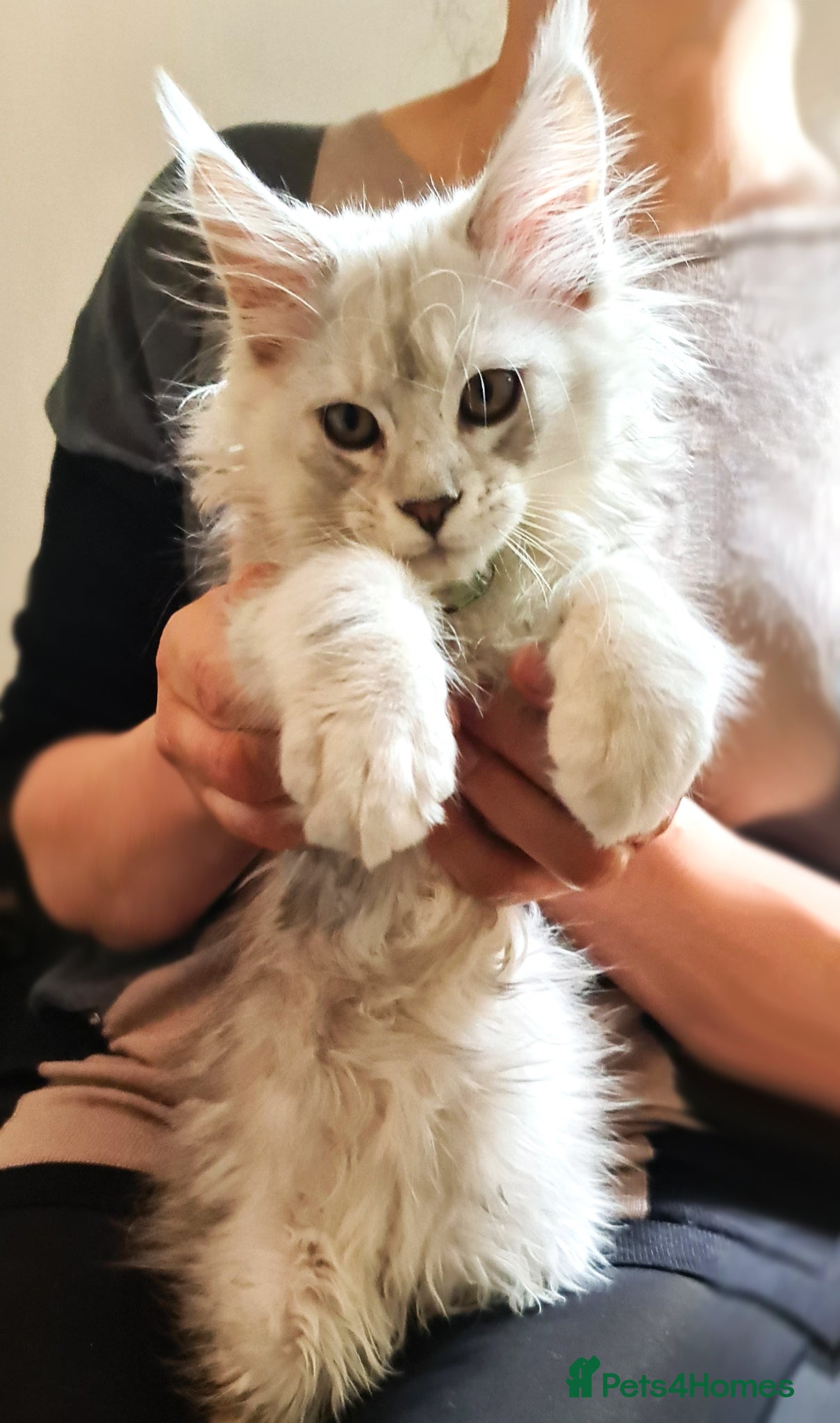 Maine Coon cats ❤️ 𝑬𝒙𝒄𝒆𝒑𝒕𝒊𝒐𝒏𝒂𝒍 Maine Coon Kittens Ready - Advert 18