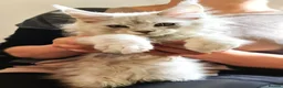 Maine Coon cats for sale: ❤️𝕾𝖙𝖚𝖓𝖓𝖎𝖓𝖌❤️ Maine Coon Kittens Ready - Advert 1