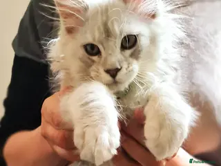 Maine Coon cats ❤️ 𝑬𝒙𝒄𝒆𝒑𝒕𝒊𝒐𝒏𝒂𝒍 Maine Coon Kittens Ready - Advert 18