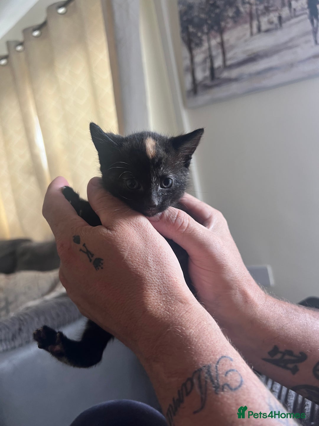 Mixed Breed cats for sale: Tortoise shell kittens - Image 3