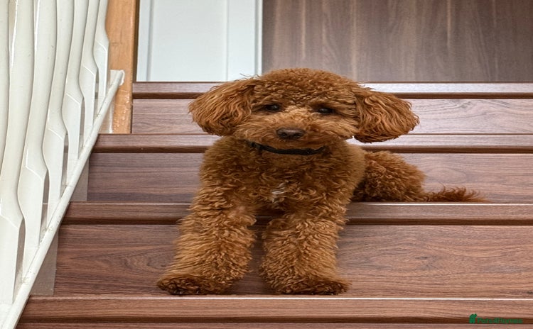 Toy Poodle dogs - Advert 12