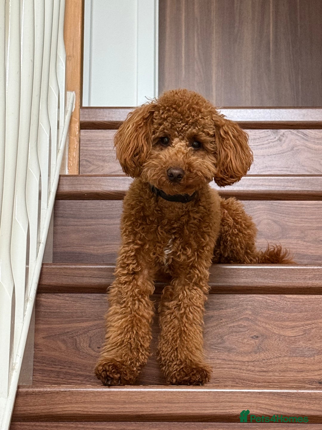 Toy Poodle dogs for stud: Stunning red toy poodle Stud - Image 1