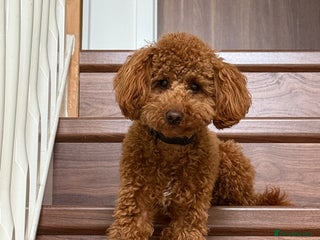 Toy Poodle dogs - Advert 5